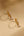 Pendientes Graceful Dazzle